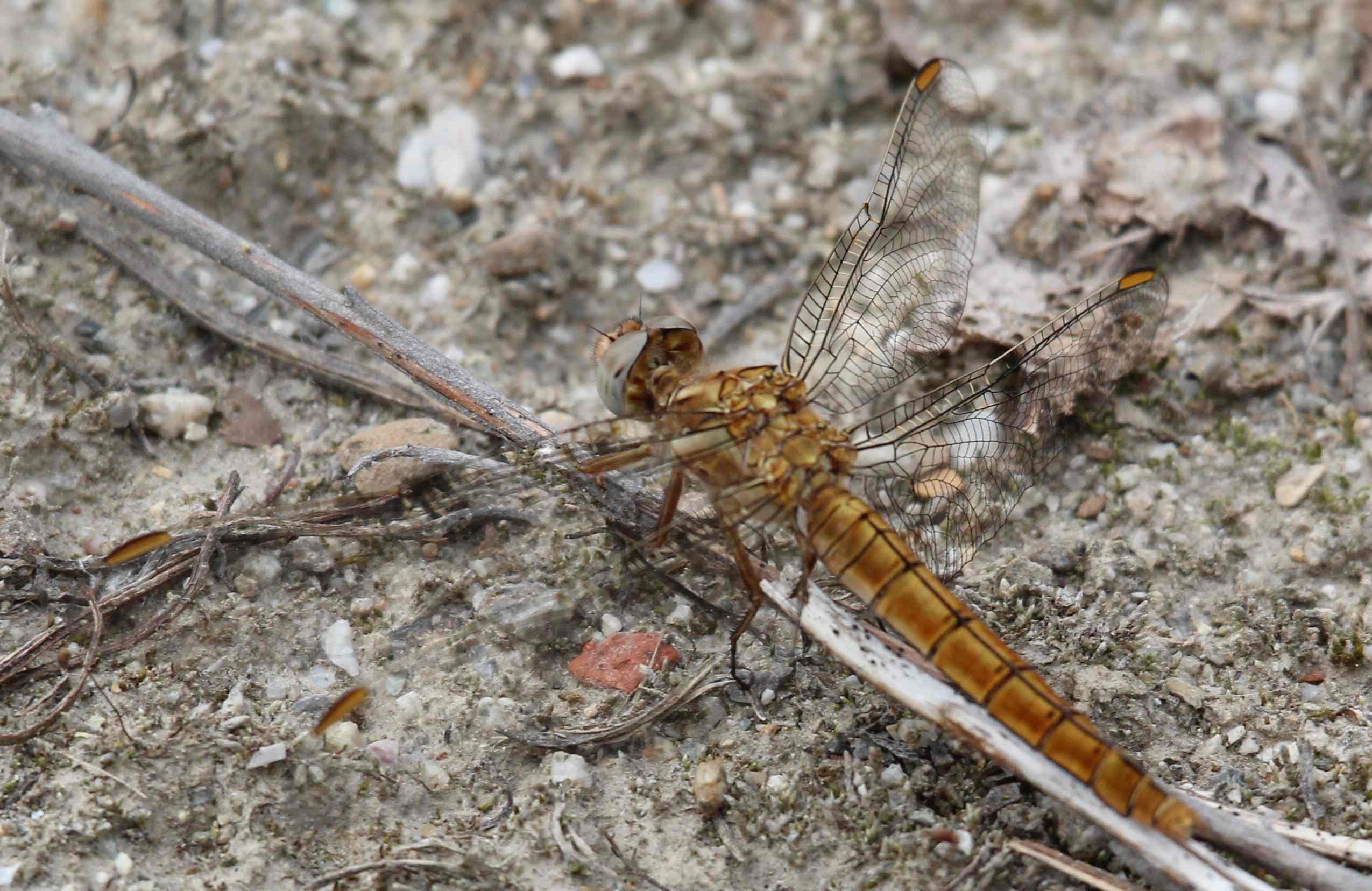 coerulescens o brunneum? - Orthetrum brunneum (femm.)